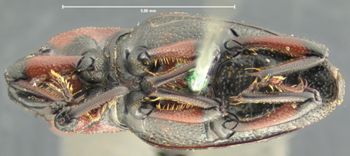 Media type: image;   Entomology 1040 Aspect: habitus ventral view